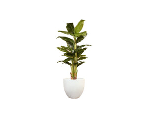 Artificial Banana Tree With Cement Pot