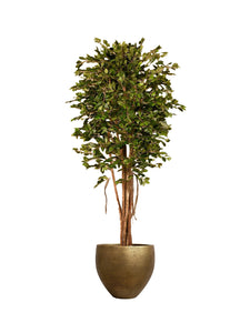 Artificial Ficus Retusa Tree With Antique Gold Pot